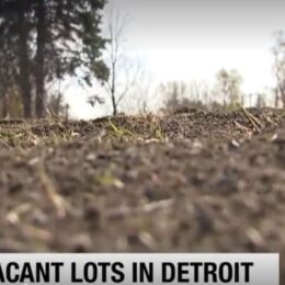 Vacant-lot-with-seedlings