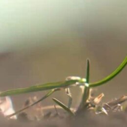 Detroit-seedling-in-lot