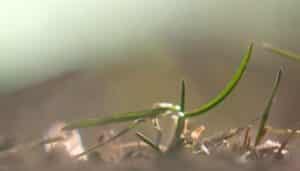 Detroit-seedling-in-lot