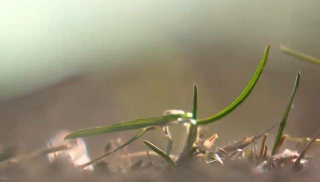 Detroit-seedling-in-lot