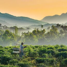 Tea plants in Jaflong, Bangladesh