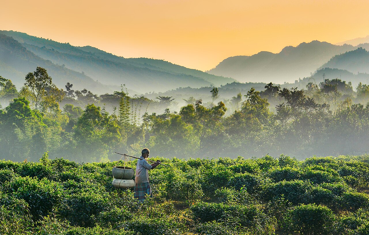 Tea plants in Jaflong, Bangladesh