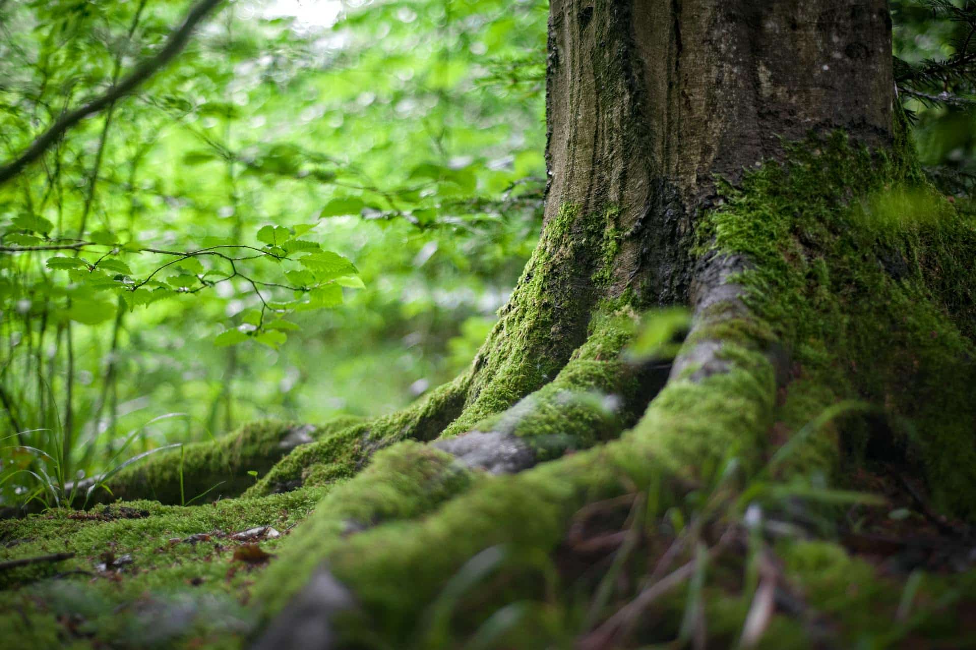 Moss on a tree trunk