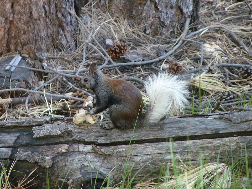 Kaibab squirrel