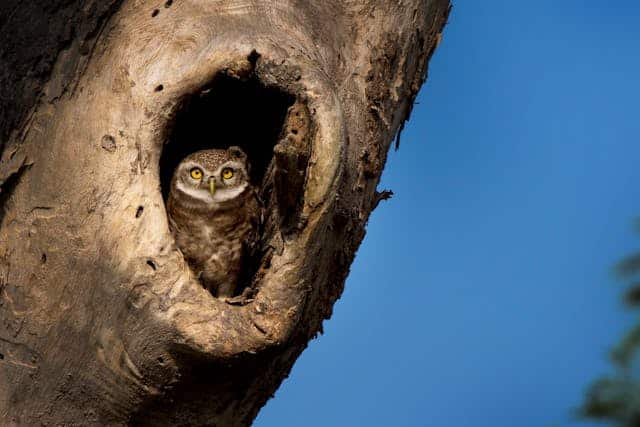 Spotted owl in a tree