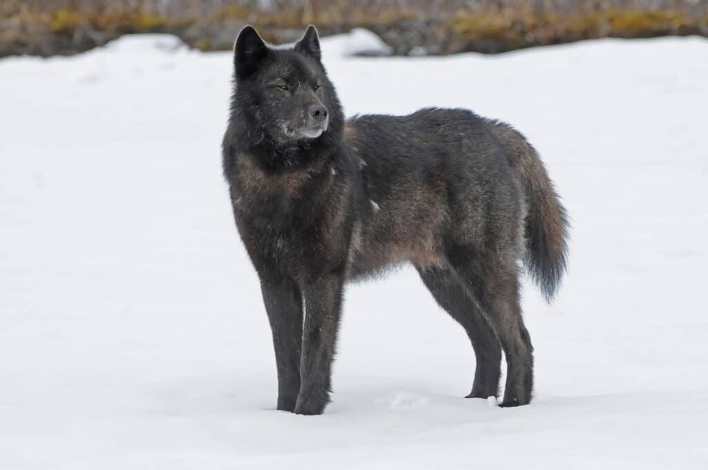 Alexander Archipelago wolf
