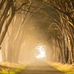 Sun shines through trees.