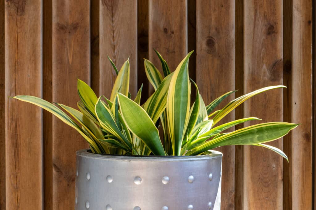Snake plant