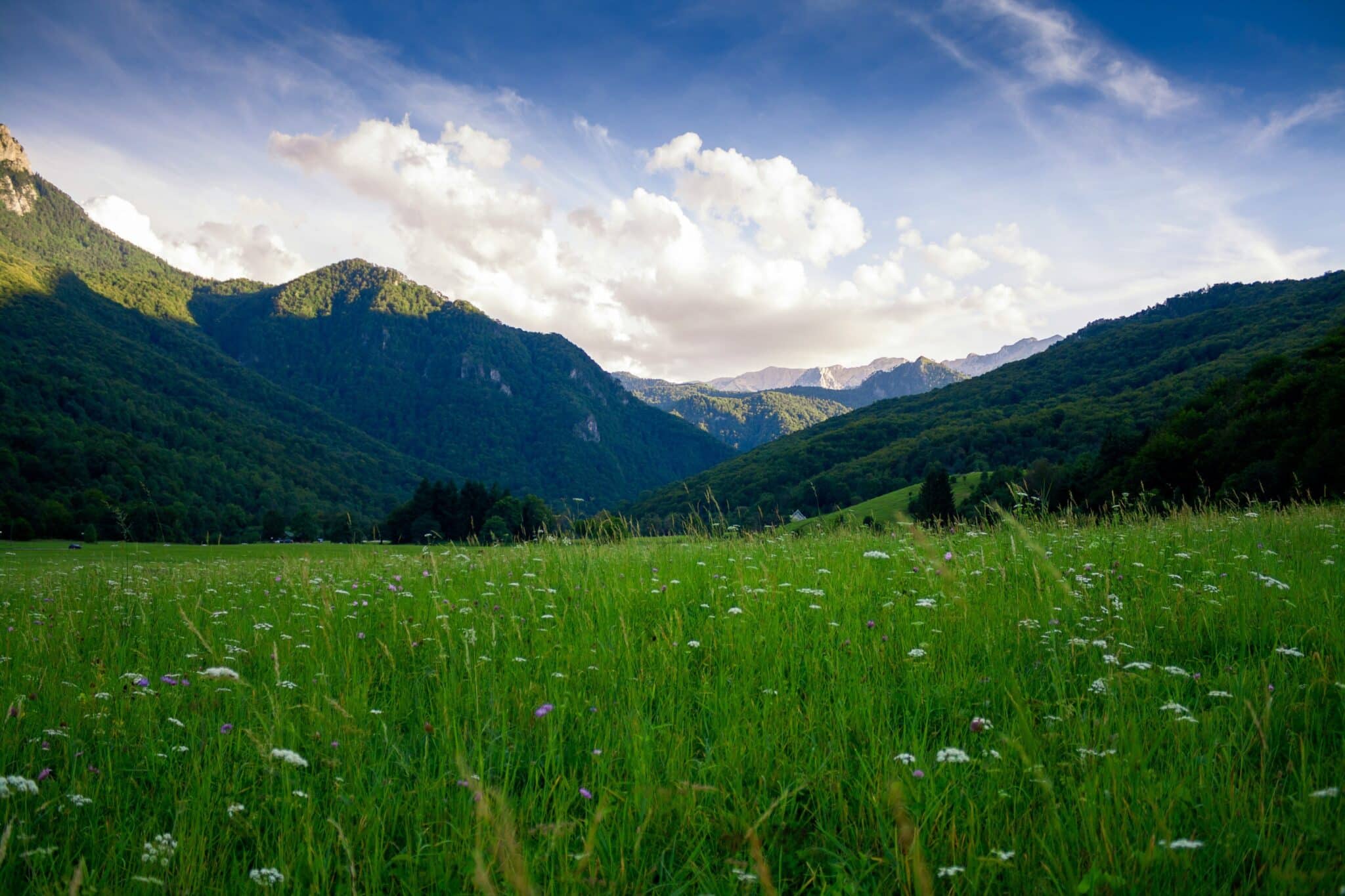 mountain meadow unsplash