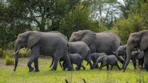 Herd of elephants