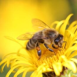 Honey bee