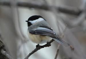 A black-capped Chickadee
