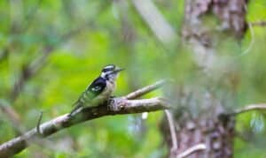 Woodbridge, Virginia, image of a bird in woodlands for the Canopy Tree Project