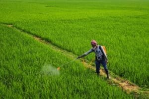 Man using weed killer on crops