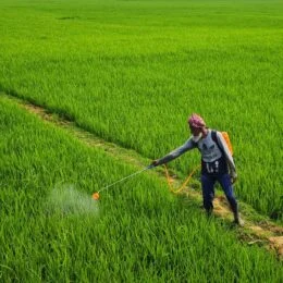 Man using weed killer on crops