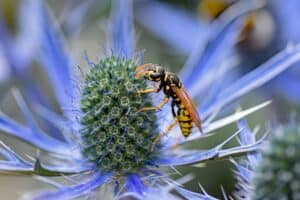 Wasp pollinating a flower
