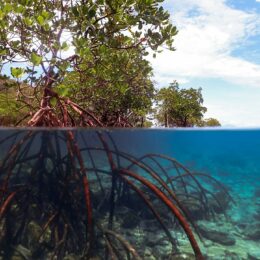 Underwater view of mangrove