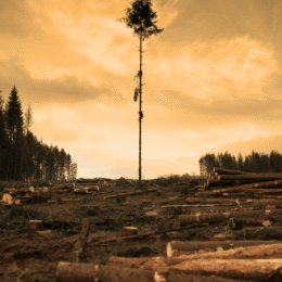 One tree