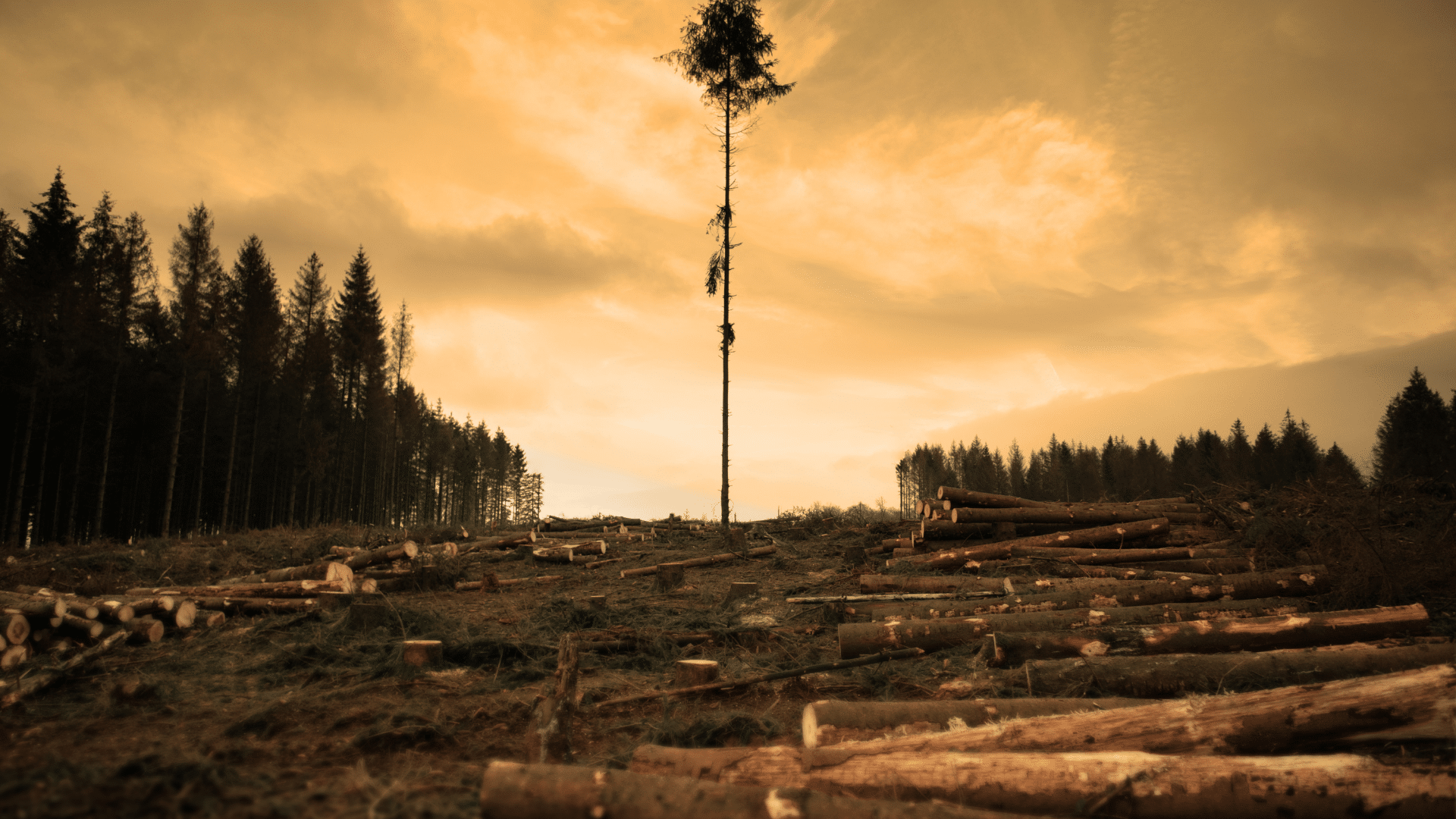 One tree