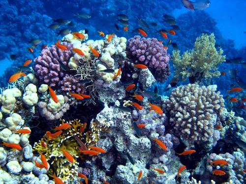 Marine life