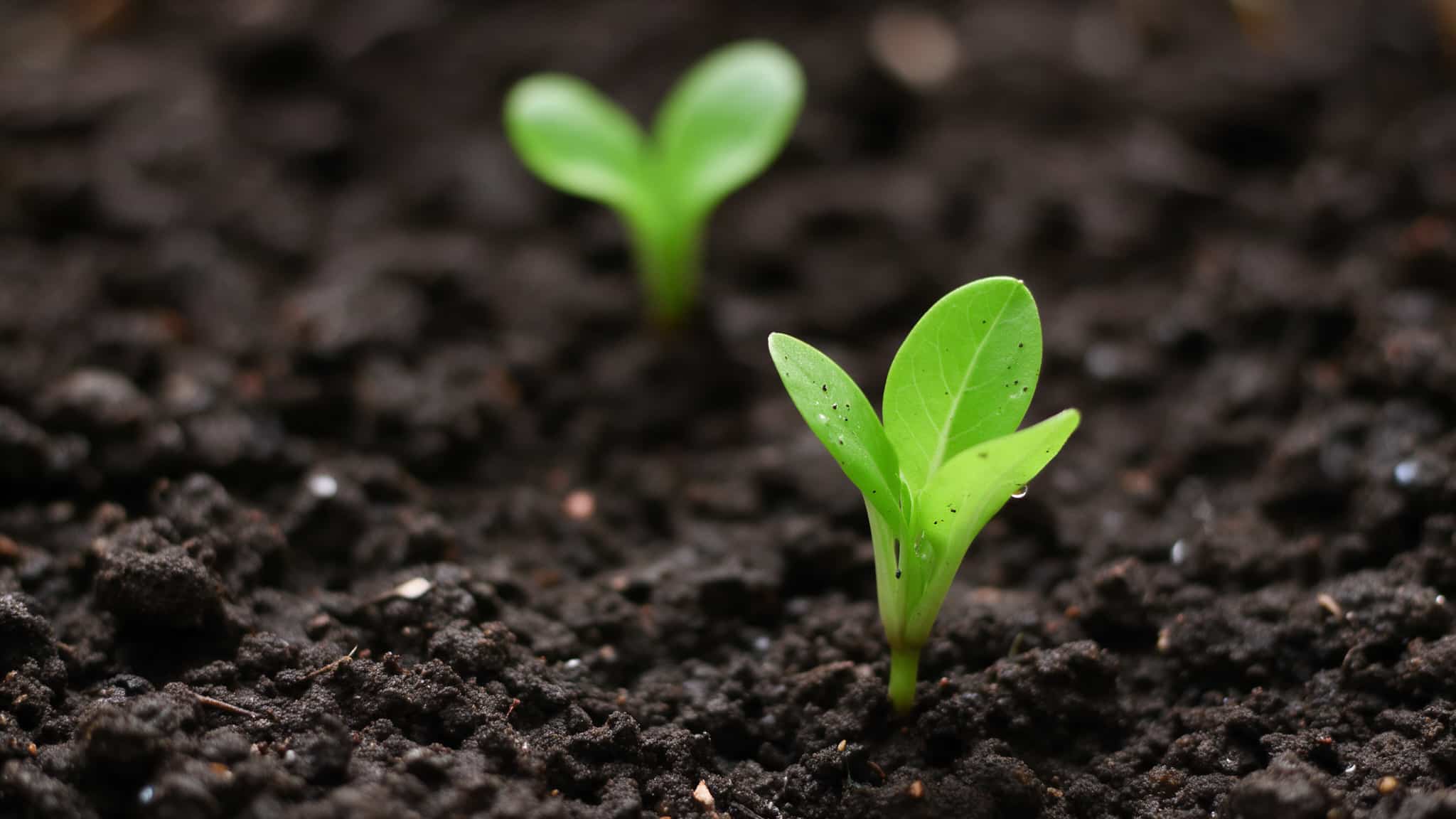 Seedling sprouting in soil