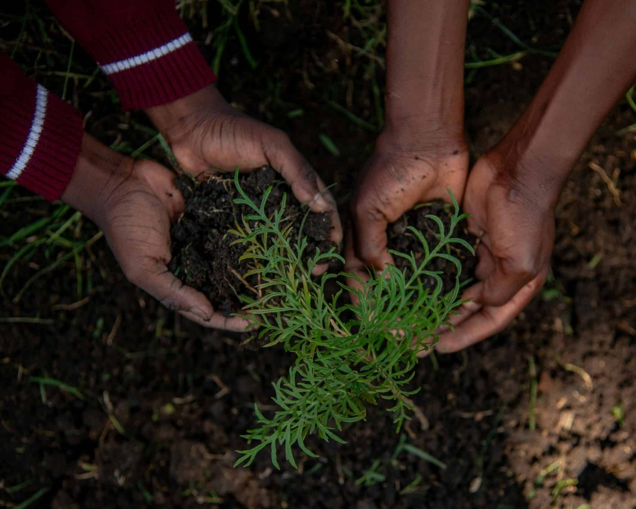 Cupped hands holding a seedling in fresh soil