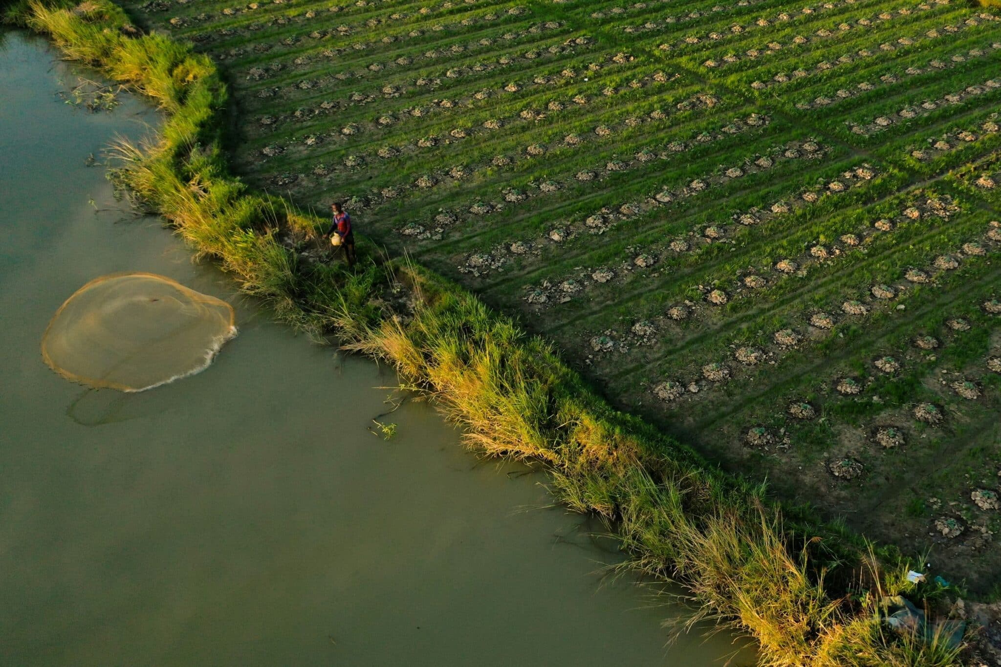 Farmers working a flooded rice paddy at the edge of a river
