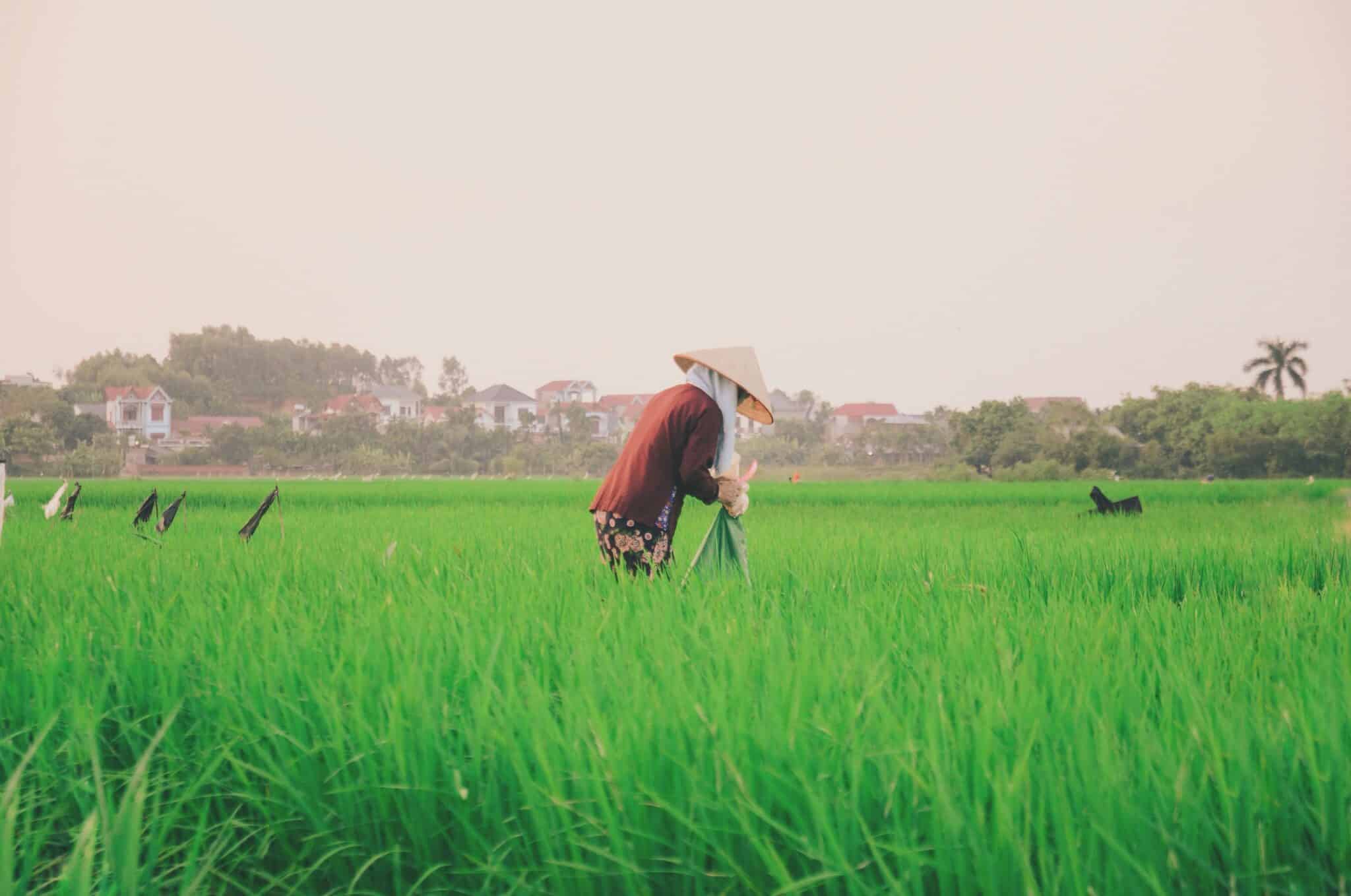 A farmer in a conical hat tending a bright green rice field