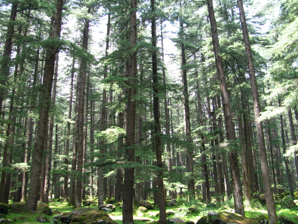 Reverse the Legacy of War: Help Earth Day Network Reforest Vietnam | Earth Day Network