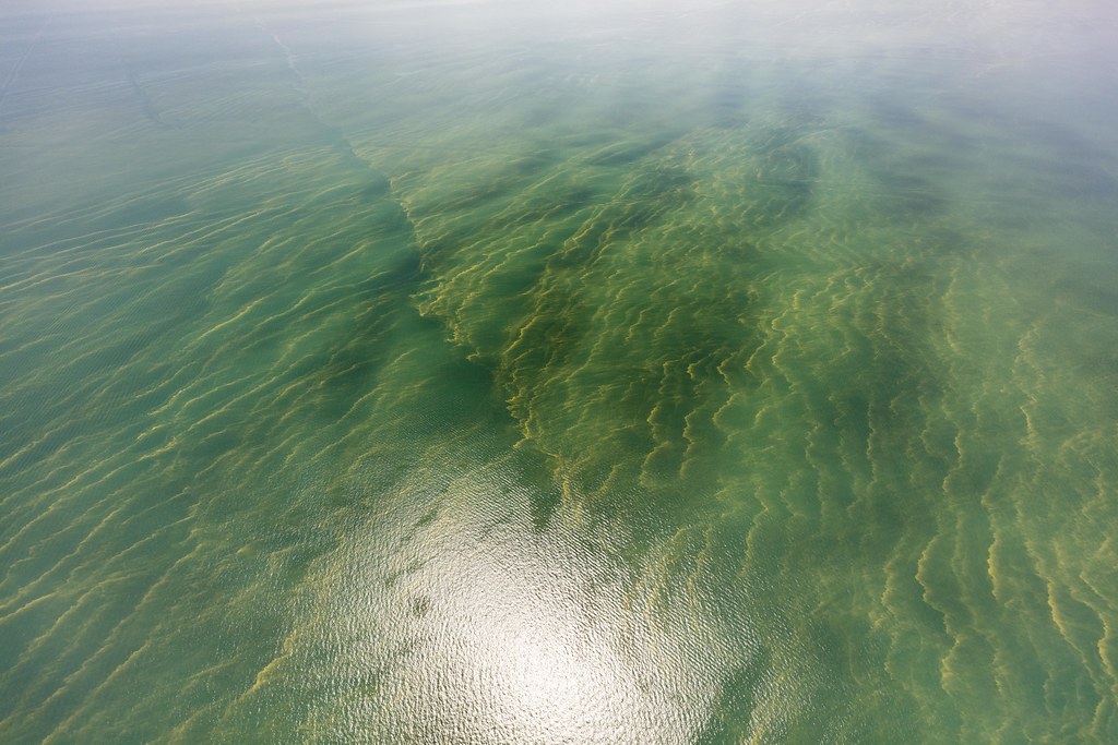 aerial view of algae bloom