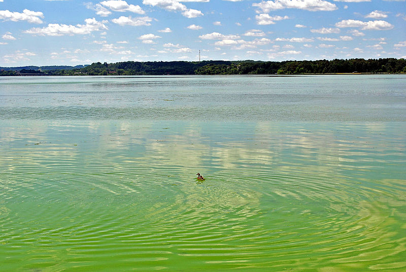 a duck floats on a lake with algae blooms