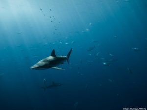 silky shark swimming