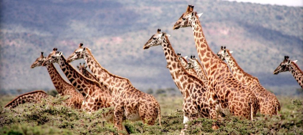 Image result for giraffes