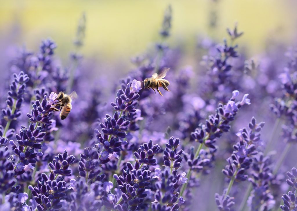 bees pollinating flowers