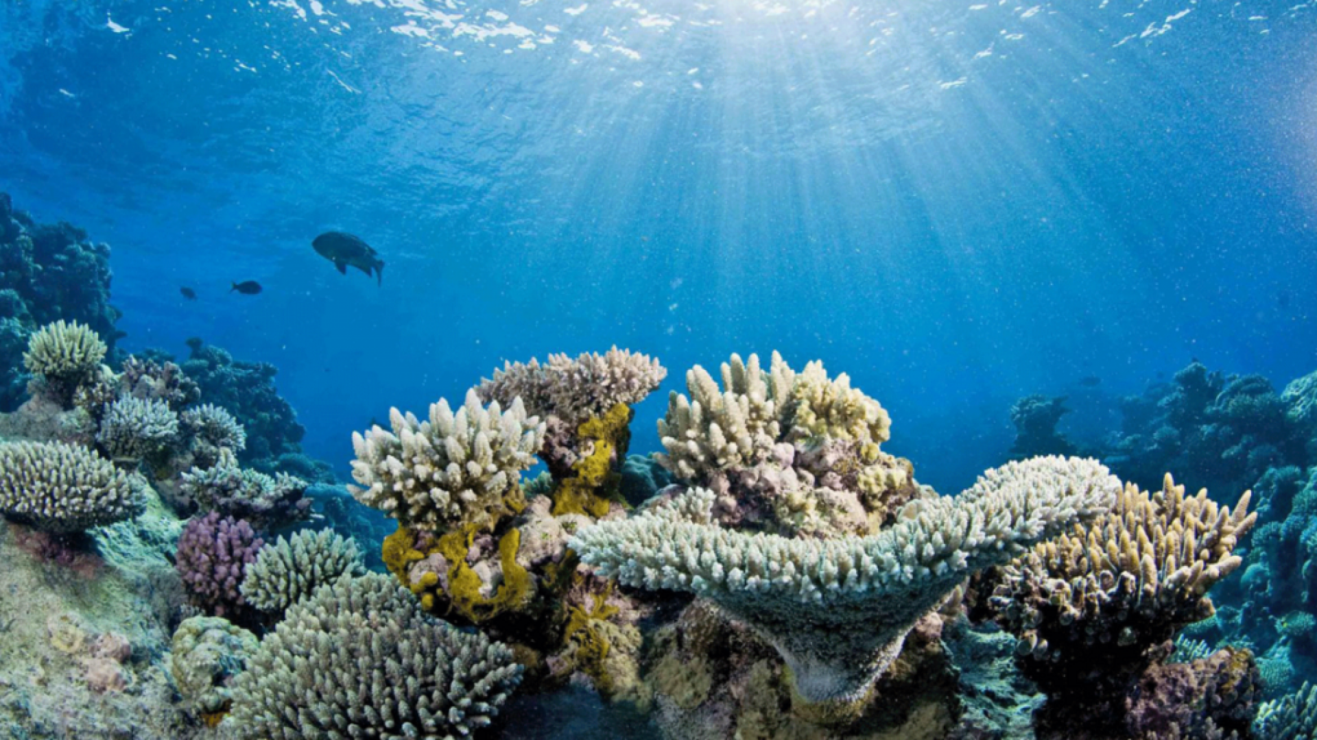 Bleached coral reefs.