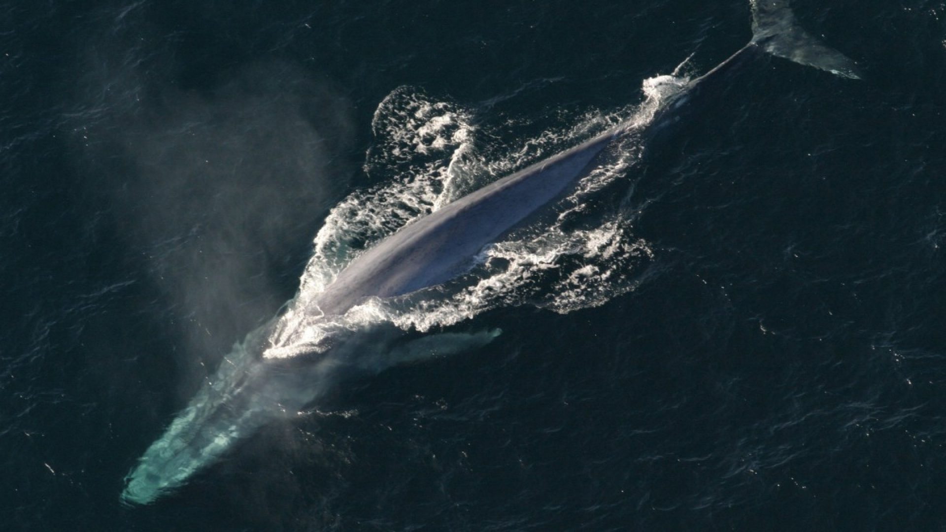 Blue Whale