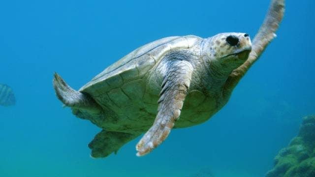 question8_turtle_sized-rhxfxmsez6byqjsf0ije7hhgekm2tbn0mzyxj7x2j4