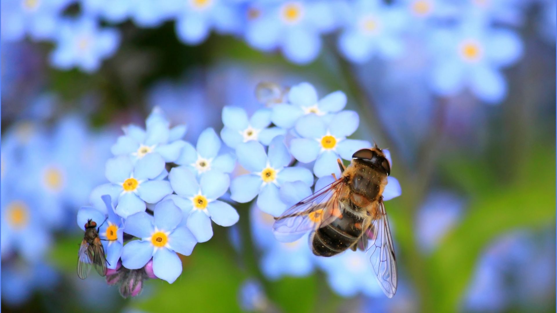 yellow-bee-on-white-flower-on-selective-focus-photography-60579