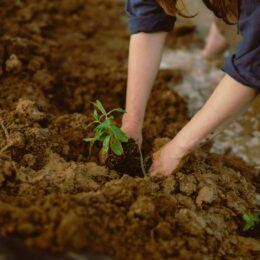 Hands planting a tree