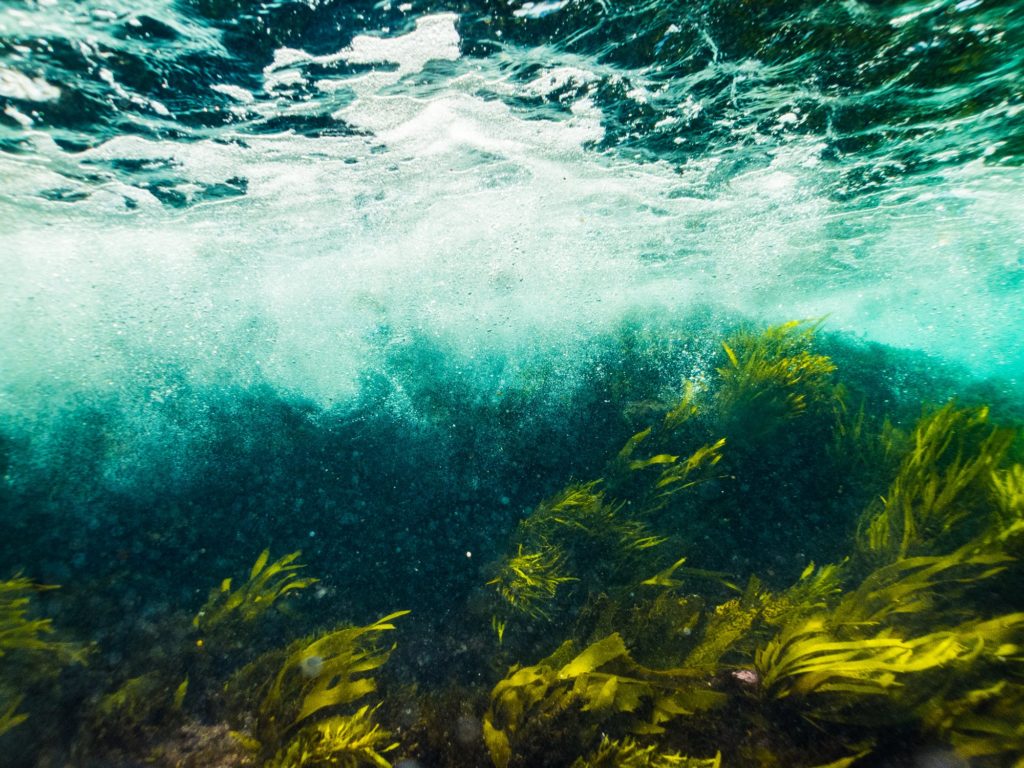underwater image of seafloor