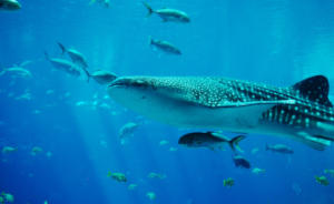 a whale shark swims among fish